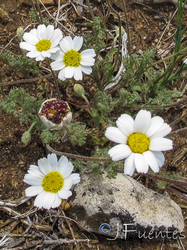 Castrilanthemum debeauxi.08