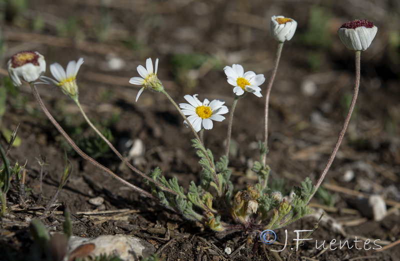 Castrilanthemum debeauxi.02