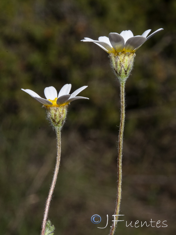 Castrilanthemum debeauxi.14