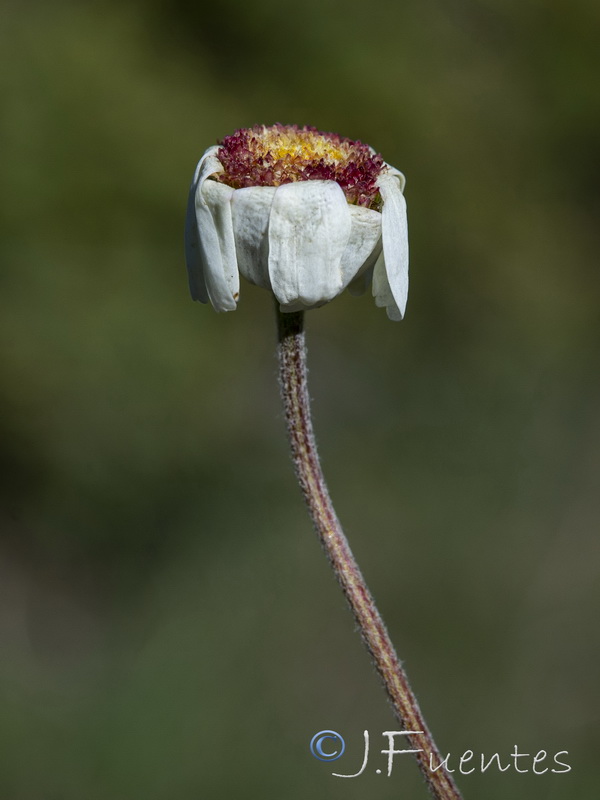 Castrilanthemum debeauxi.12
