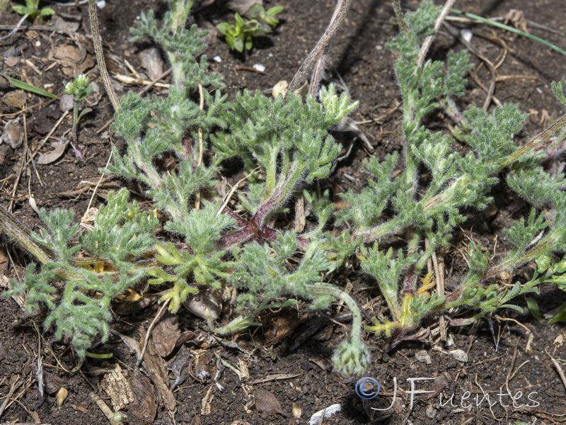 Castrilanthemum debeauxi.20