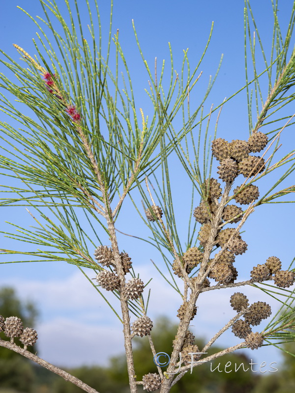 Casuarina cunninghamiana.01