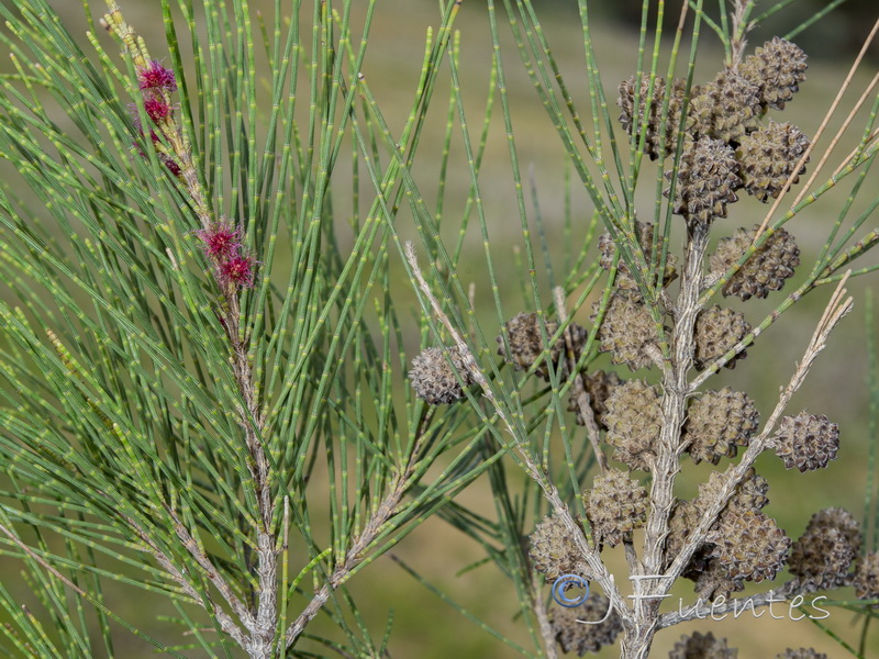 Casuarina cunninghamiana.02