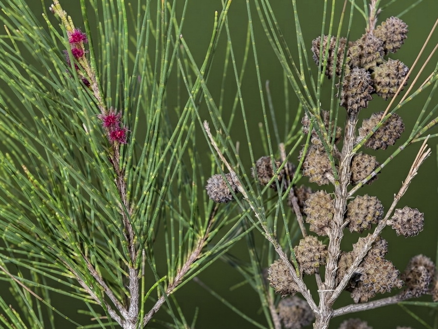 Casuarina cunninghamiana.02b