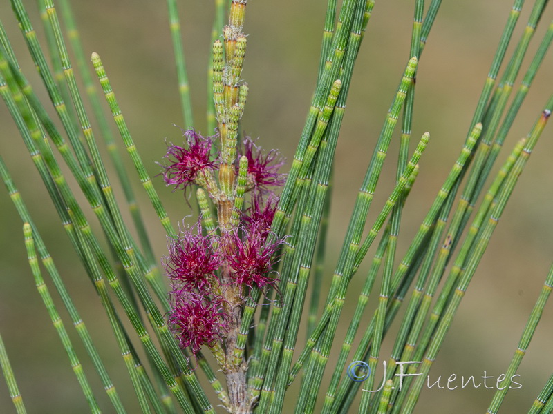 Casuarina cunninghamiana.03