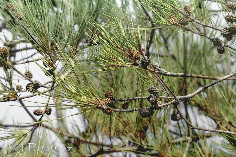 Casuarina cunninghamiana.06b