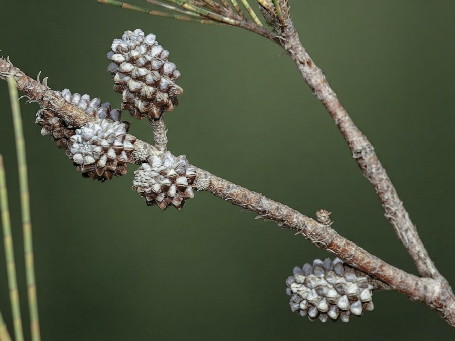 Casuarina cunninghamiana.07b