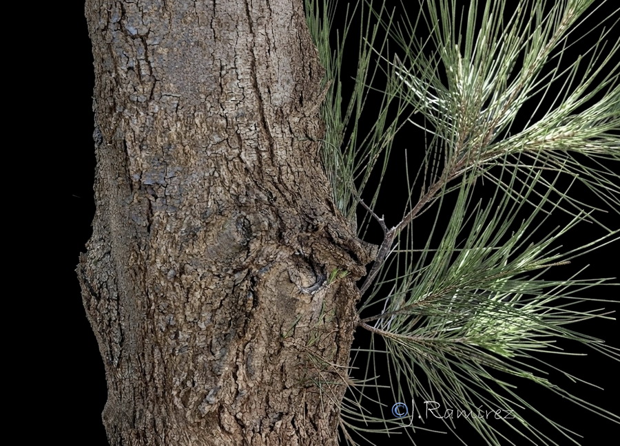 Casuarina cunninghamiana.08b