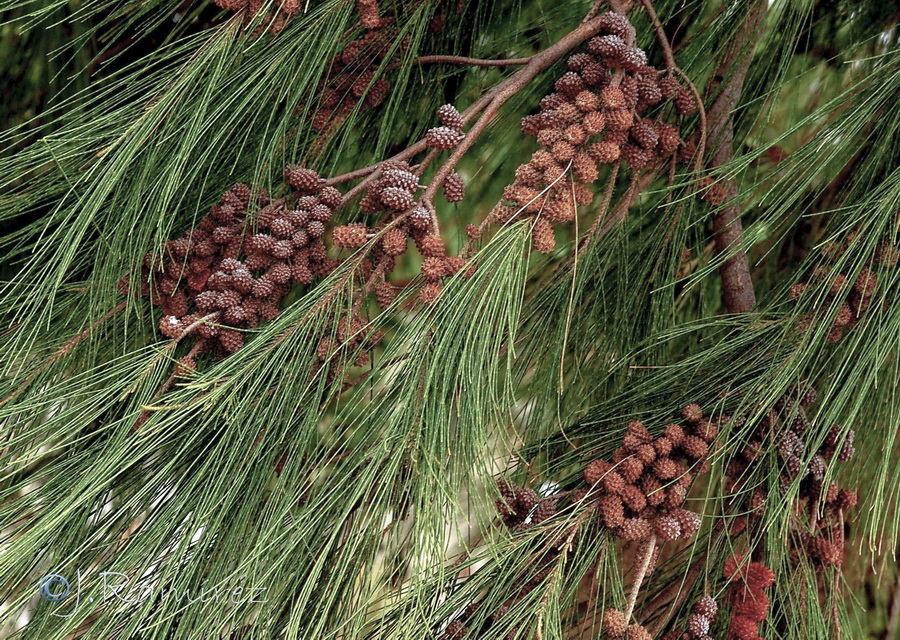 Casuarina cunninghamiana.09