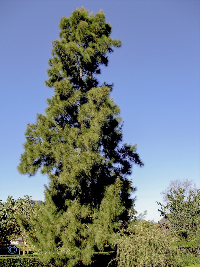 Casuarina cunninghamiana.11