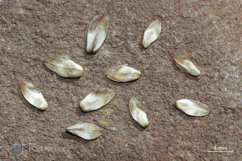 Casuarina cunninghamiana05