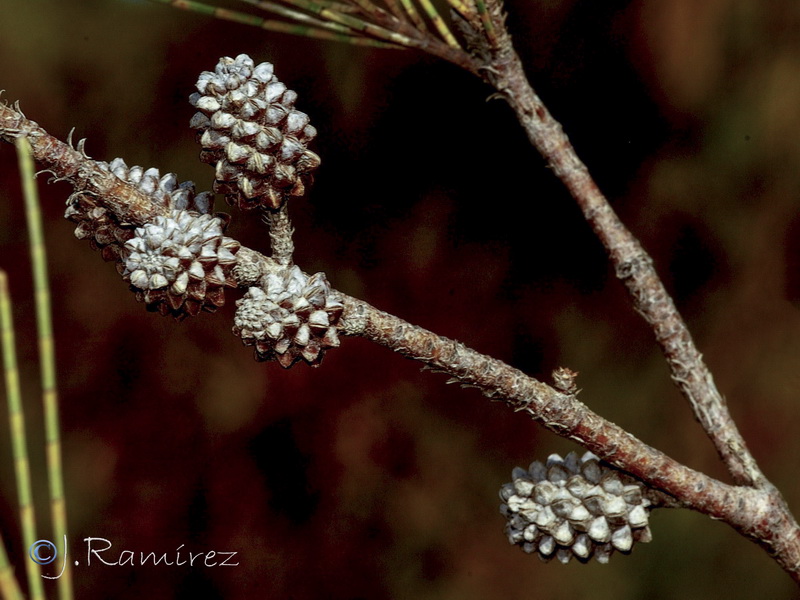 Casuarina cunninghamiana07