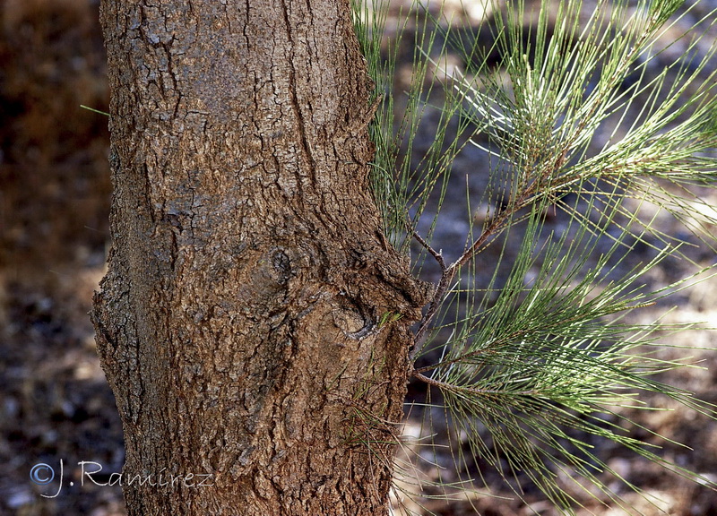 Casuarina cunninghamiana08