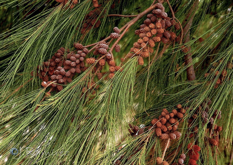 Casuarina cunninghamiana09