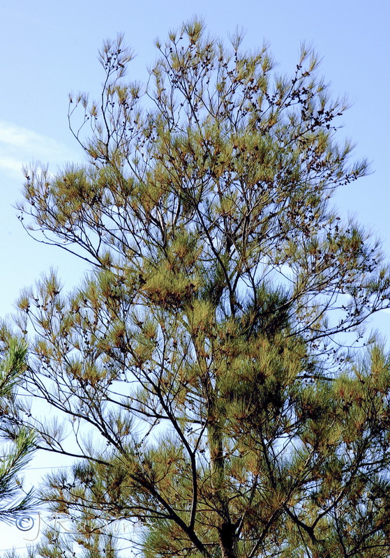 Casuarina cunninghamiana10