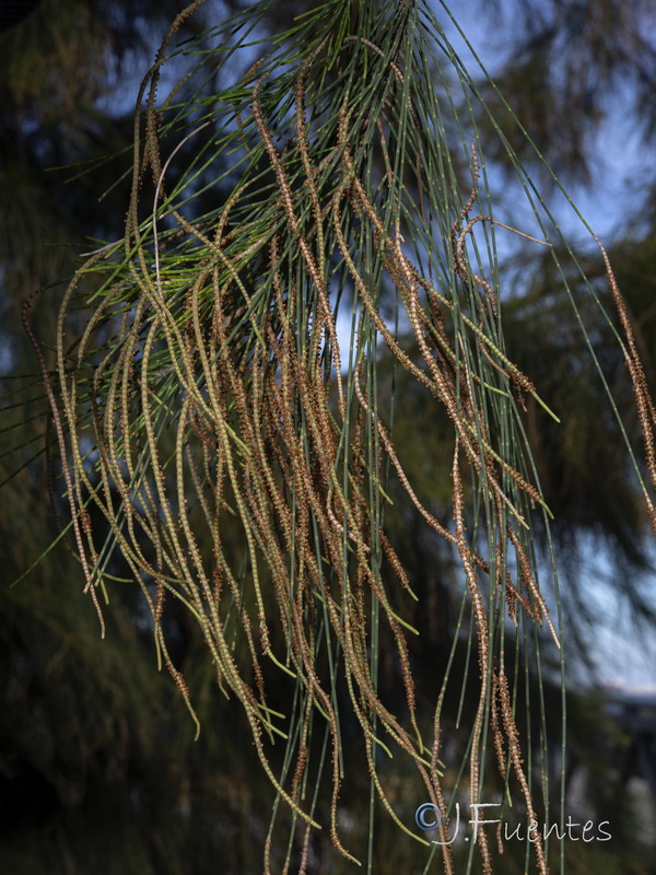 Casuarina stricta.02