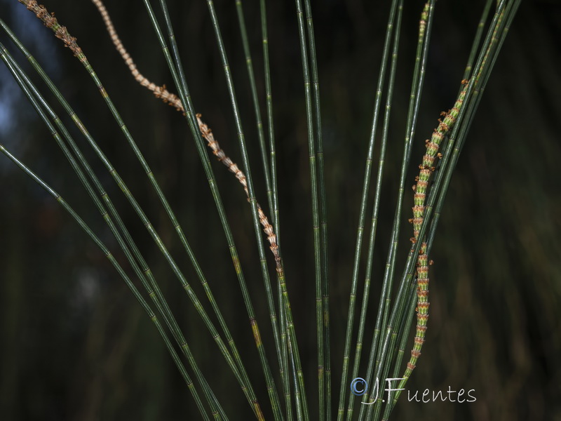 Casuarina stricta.03