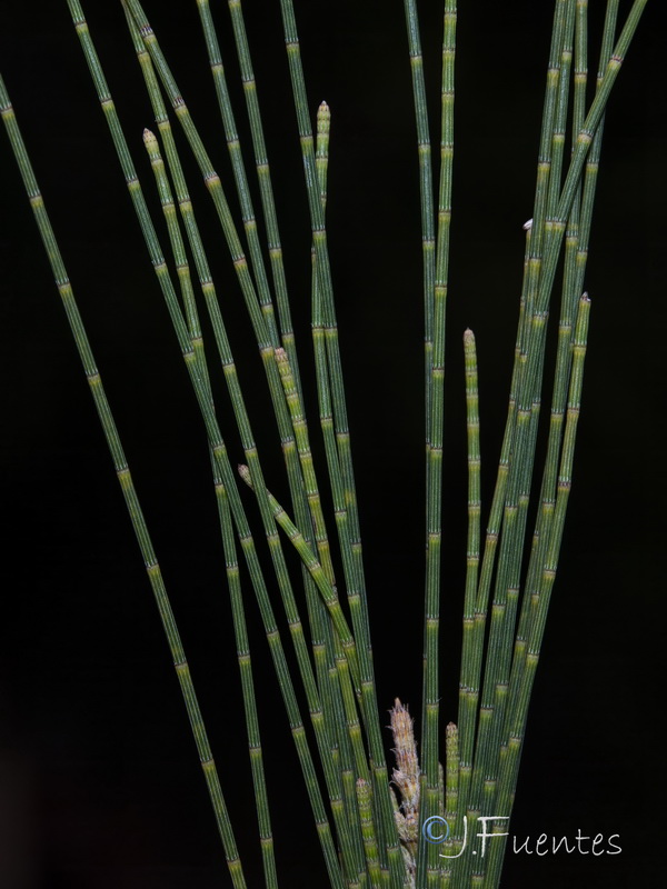 Casuarina stricta.04