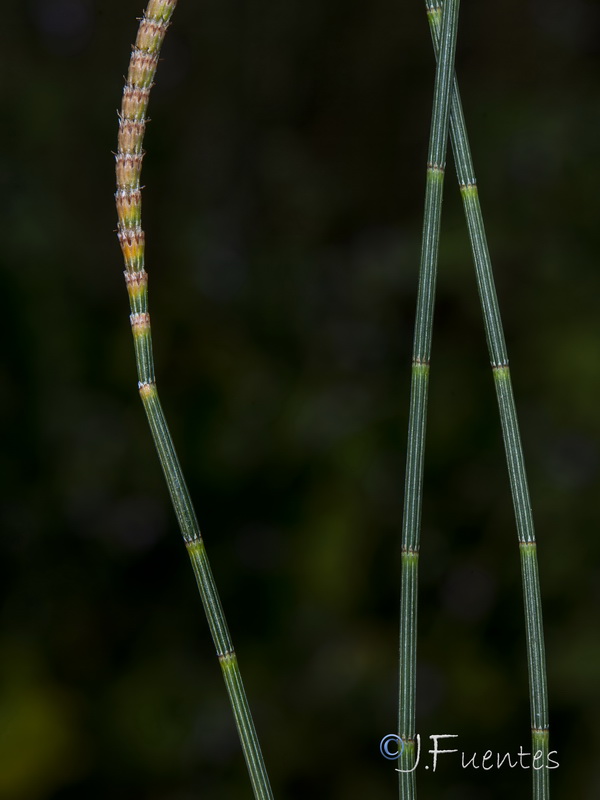 Casuarina stricta.05