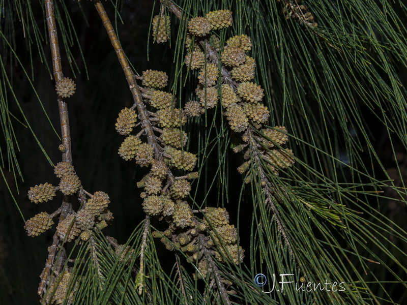 Casuarina stricta.06