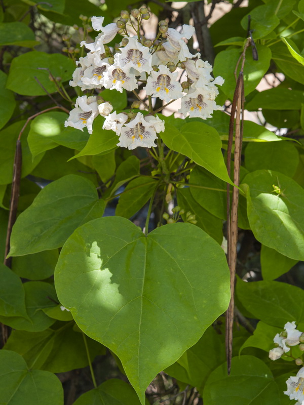 Catalpa bignonioides.05