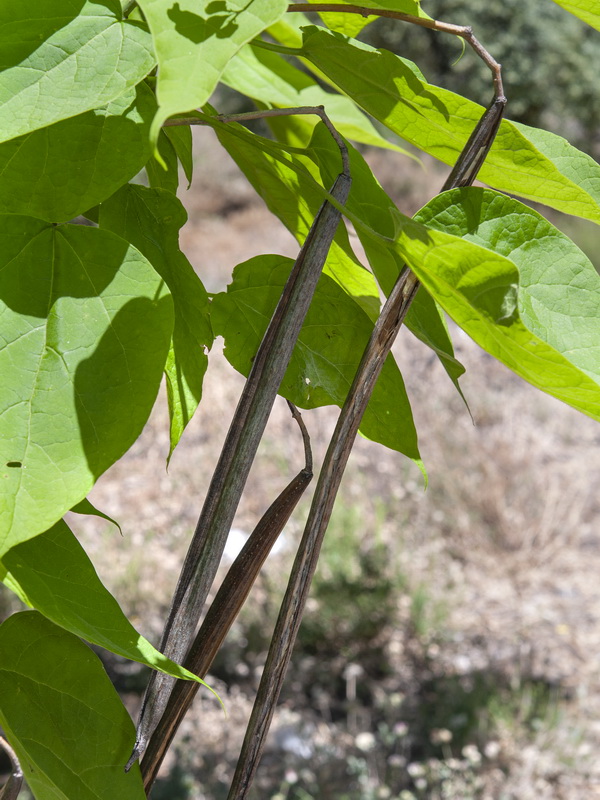 Catalpa bignonioides.11