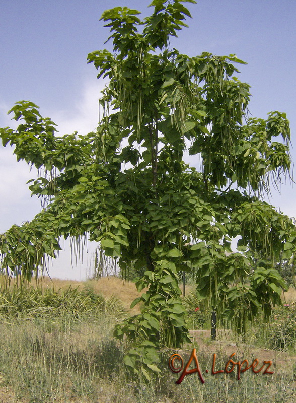 Catalpa bignonioides.12