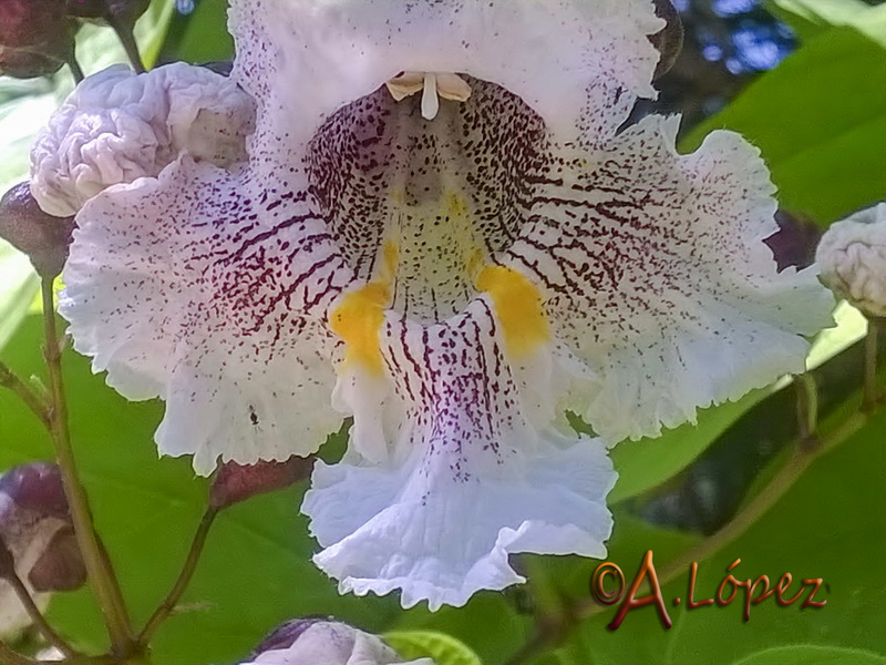 Catalpa bignonioides.17