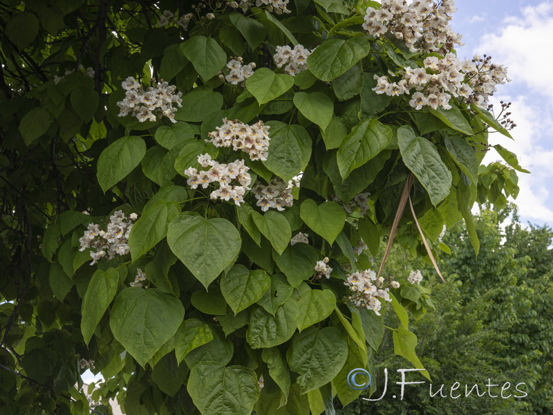 Catalpa bignonioides.03