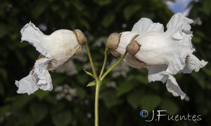 Catalpa bignonioides.24