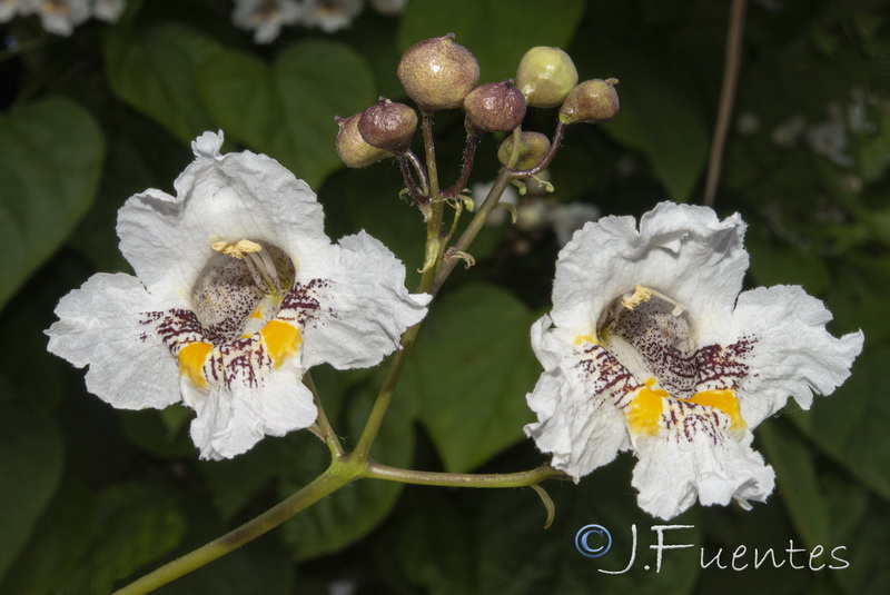 Catalpa bignonioides.25