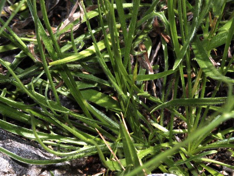 Catananche caerulea.04