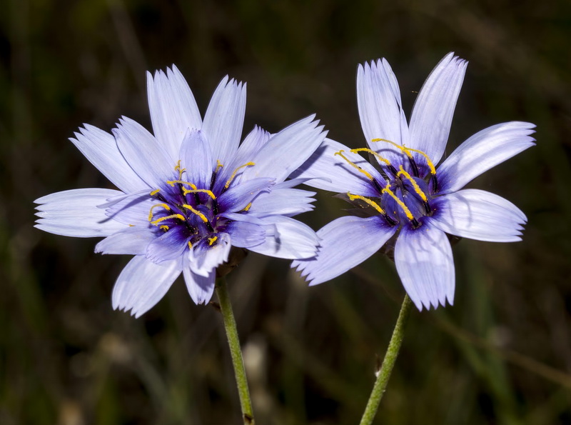 Catananche caerulea.08