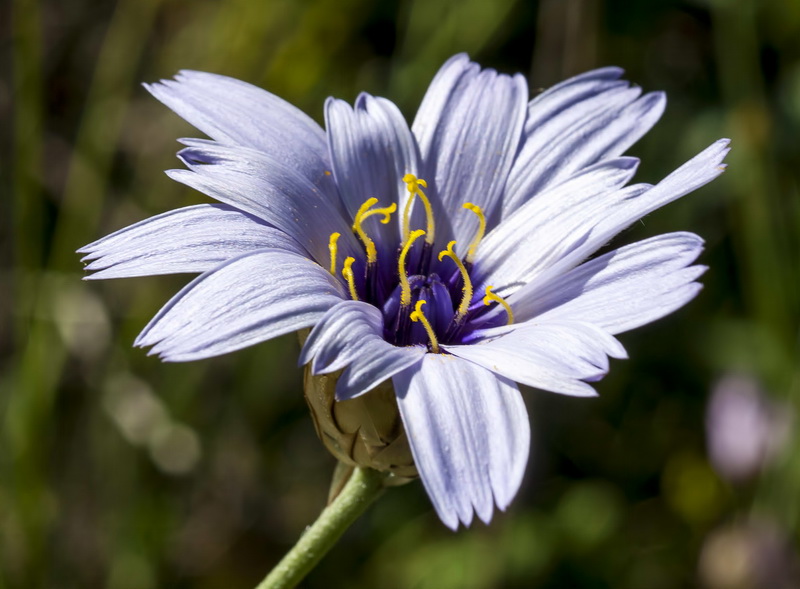 Catananche caerulea.09