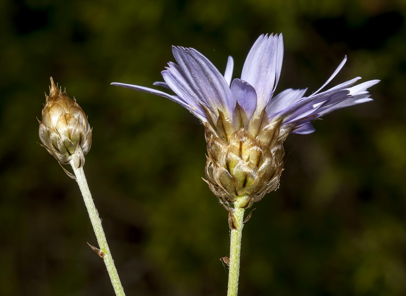 Catananche caerulea.19