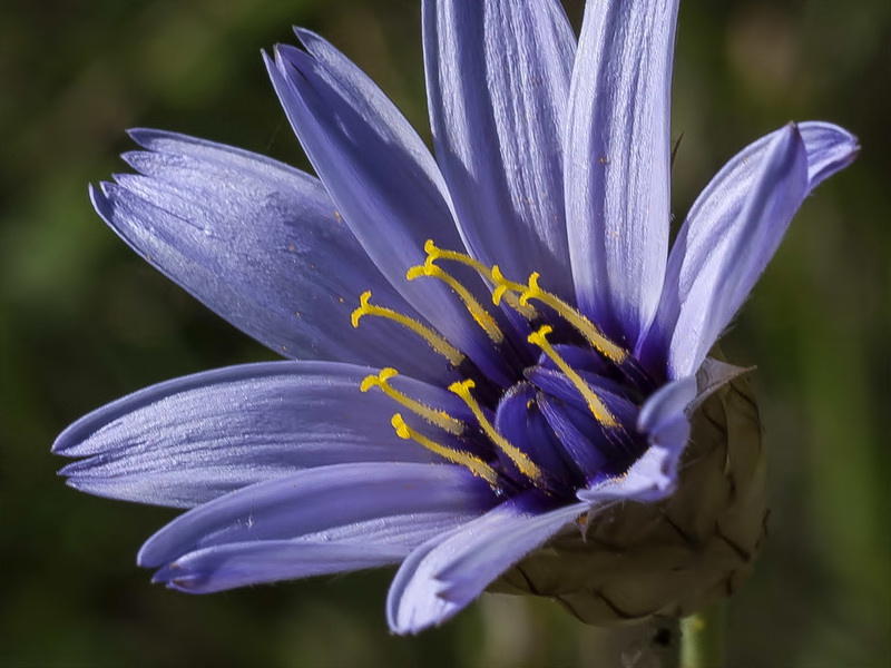 Catananche caerulea.16