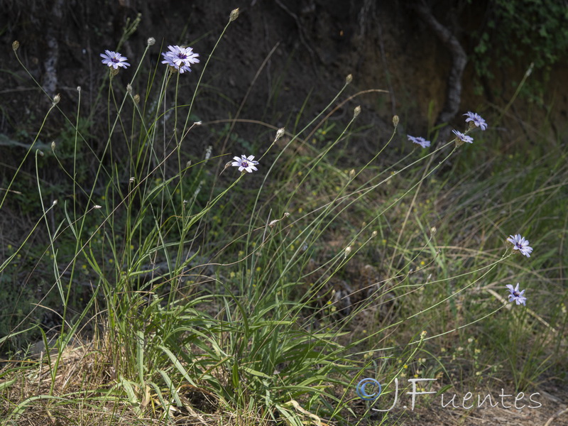 Catananche caerulea.26