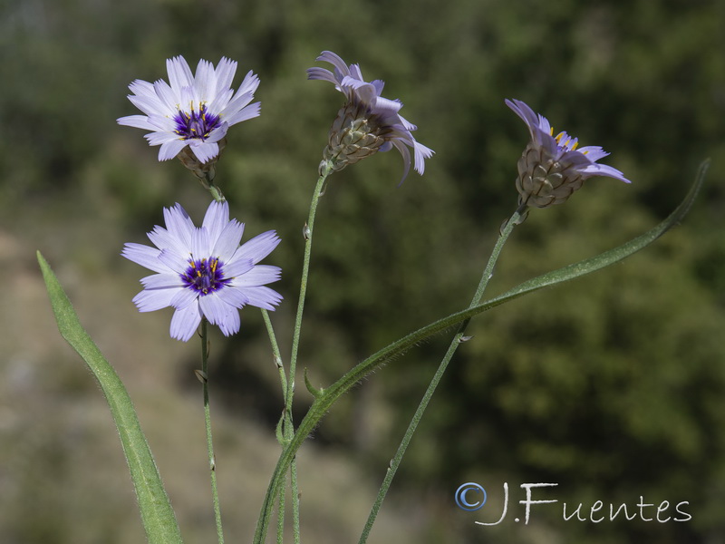 Catananche caerulea.27