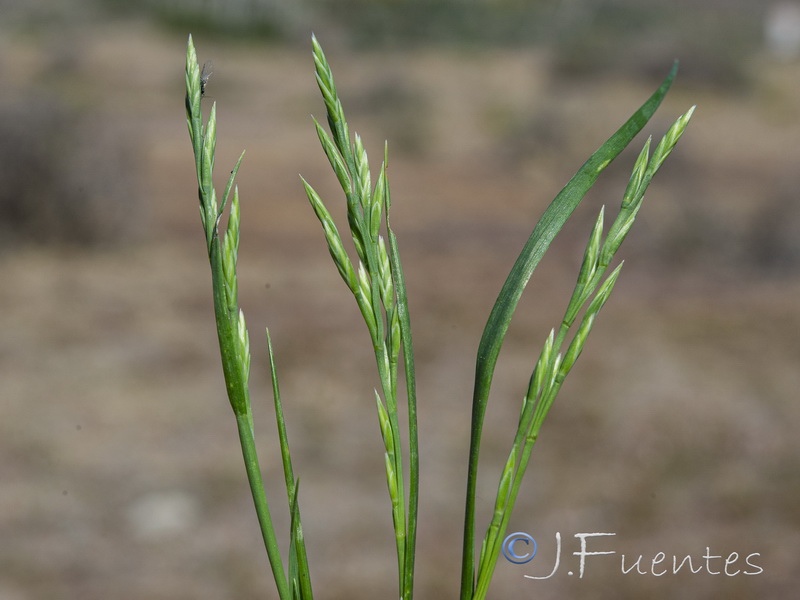 Catapodium rigidum hemipoa.15