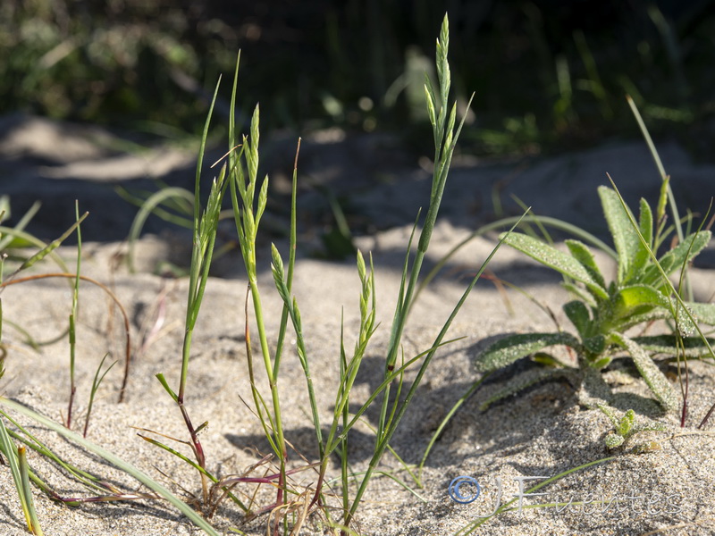 Catapodium rigidum hemipoa.02