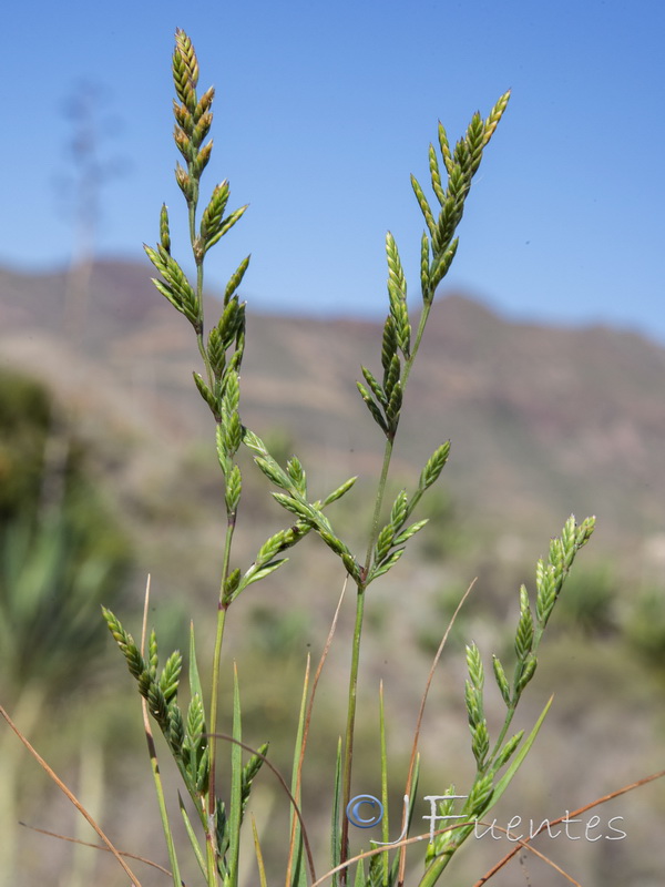 Catapodium rigidum hemipoa.13