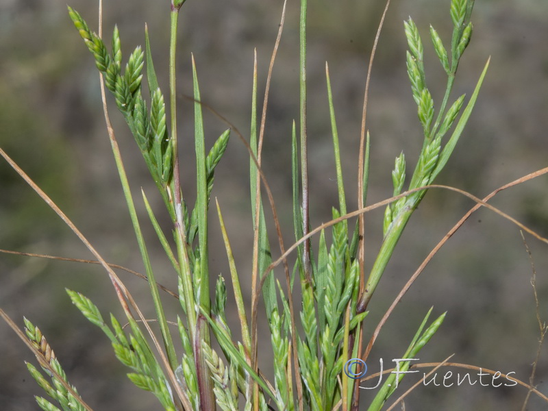Catapodium rigidum hemipoa.14