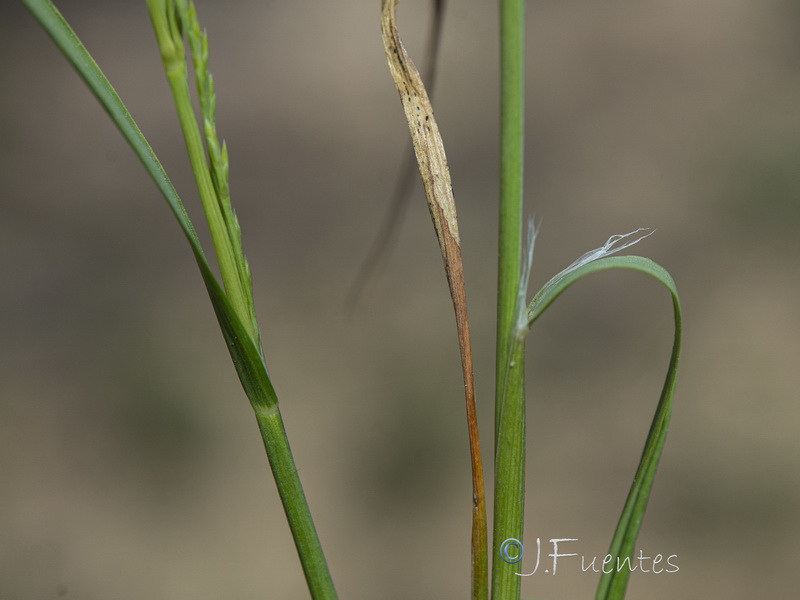 Catapodium rigidum hemipoa.18