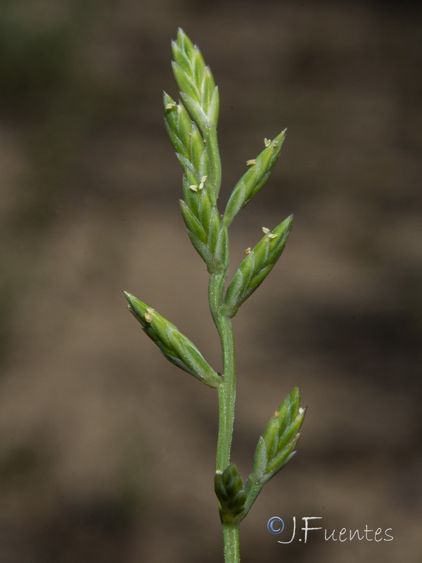 Catapodium rigidum hemipoa.21