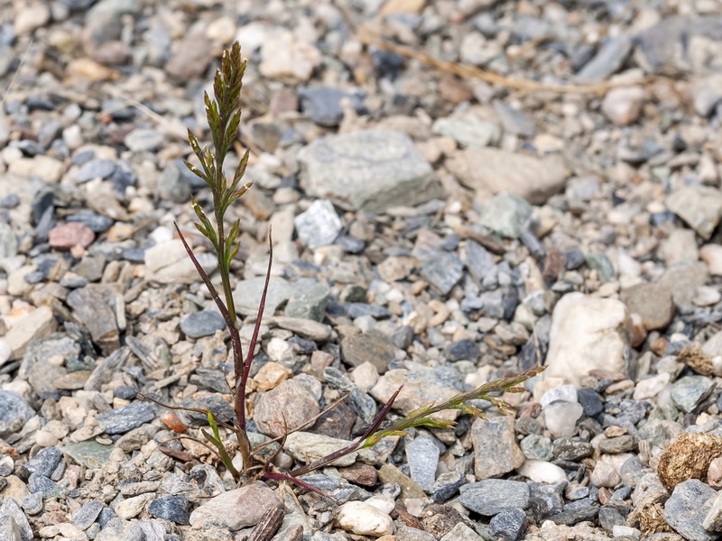 Catapodium rigidum rigidum.01