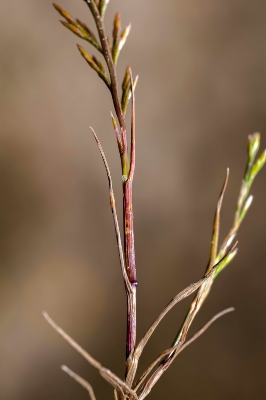 Catapodium rigidum rigidum.02