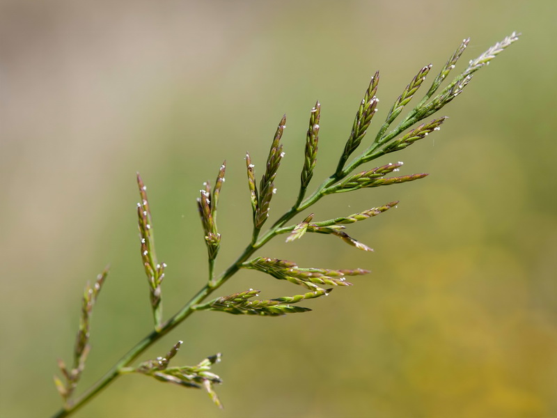 Catapodium rigidum rigidum.04