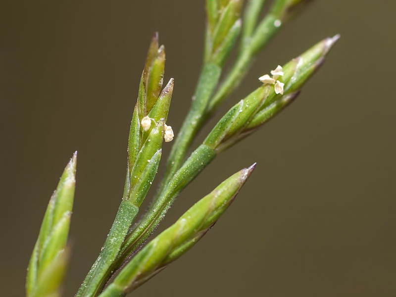 Catapodium rigidum rigidum.09