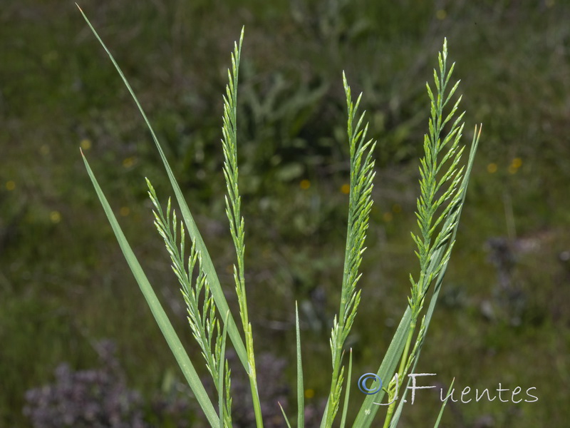 Catapodium rigidum rigidum.13