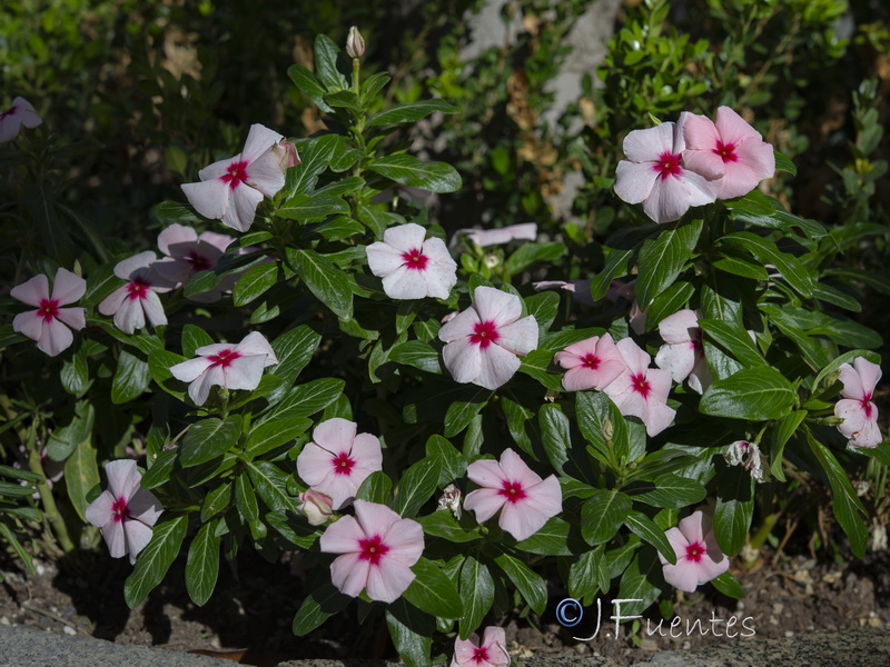 Catharanthus roseus.01